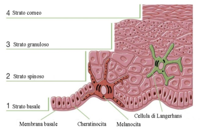 Il Melanocita: “la guardia del corpo”